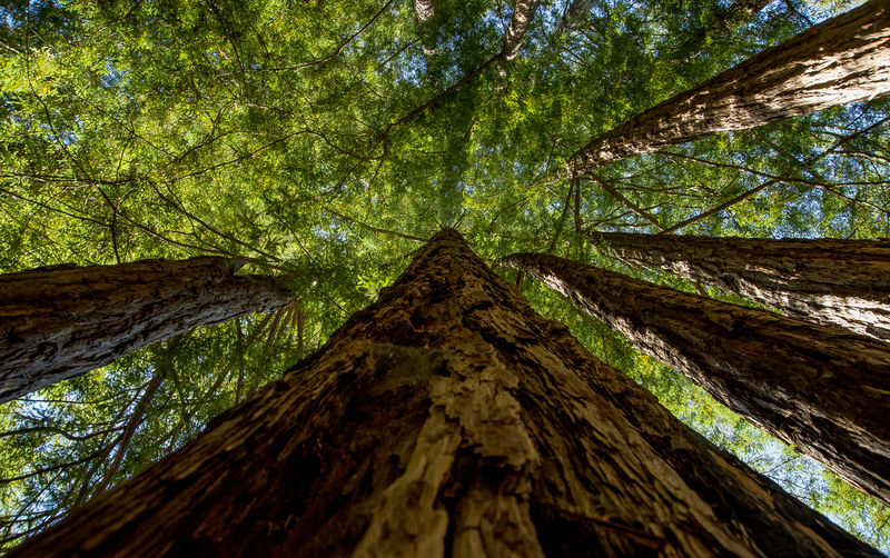 Looking straight up the trunk of a single towering redwood, canopy radiating outward against bright sky